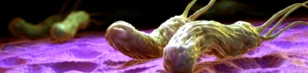 Helicobacter Pylori fertőzés
