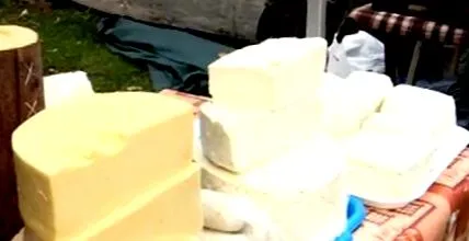 млечните студија