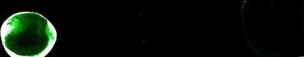 Ábra Víz-lipid