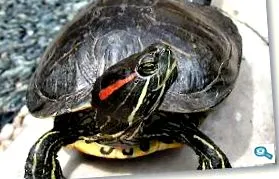 teknősbetegségek