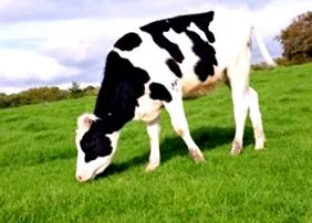 Holstein tehenek
