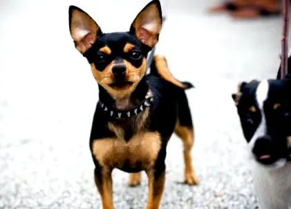 chihuahua betegség