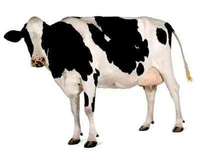 tehénmarha