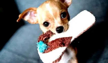 kezelése chihuahua