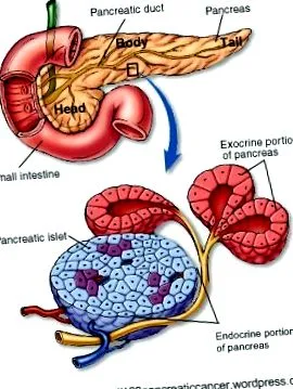 endokrin