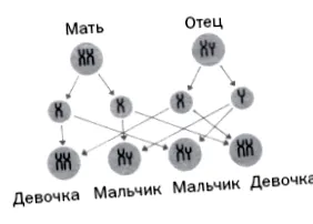овуляції