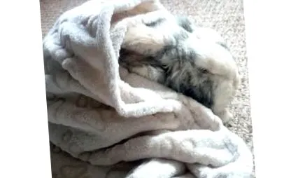 állatok