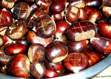 gesztenye