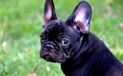 legjobb bulldog