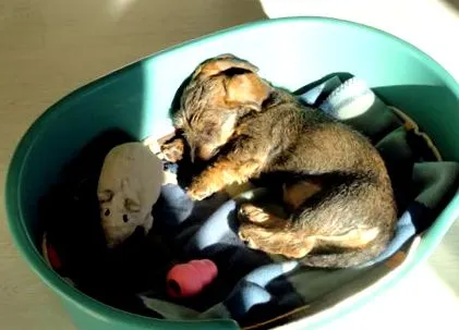 обучение дакел