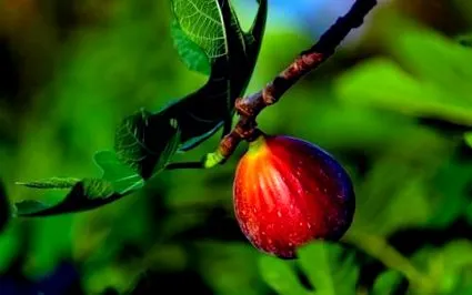 sprijini