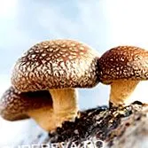 печурките