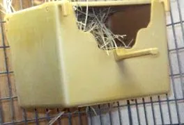 finch