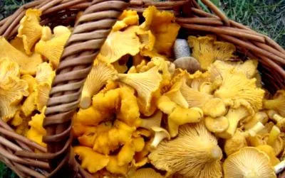 печурки гроздовете