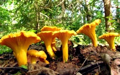 гроздовете гроздовете