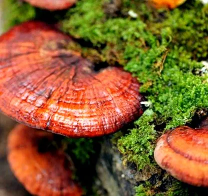 reishi