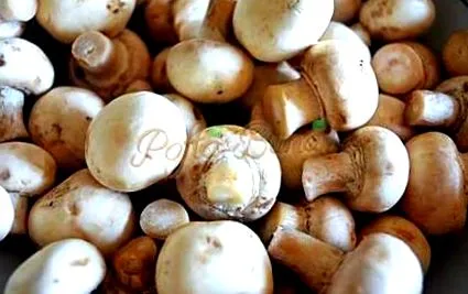 gomba télire