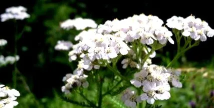 herbalrom