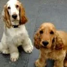 cocker