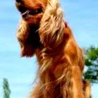 cocker