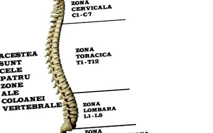 ízületek navigáció