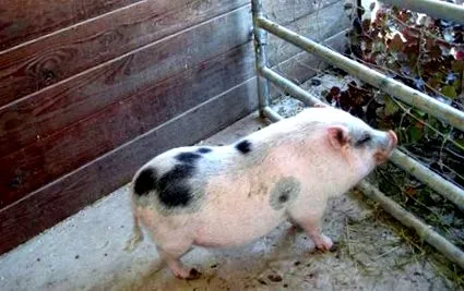 malacok