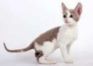 cornish fajta