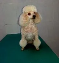 собача