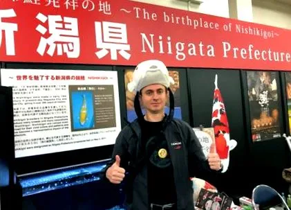 japán ponty