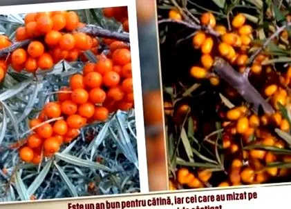 железен облепиха