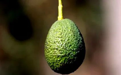 lehet perc