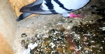 testből