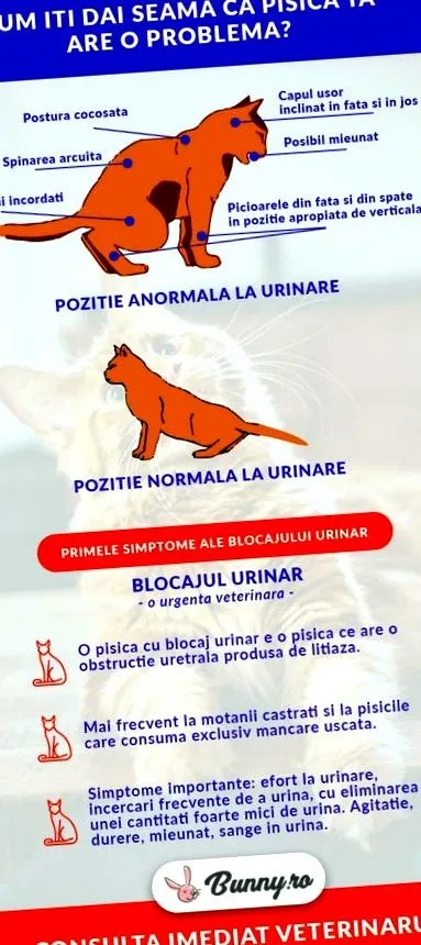 macskák