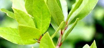 laurus