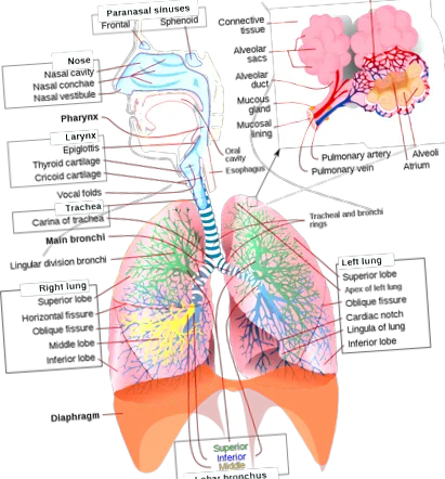 pulmonară