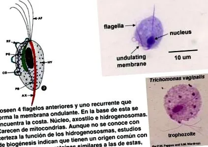enciclopedia enciclopedia