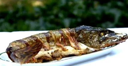 щука gastro