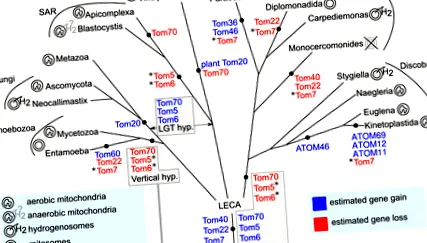 trichomonas aerobic