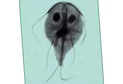 giardii