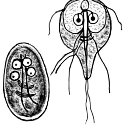 giardia