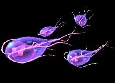 Diéta giardiasis