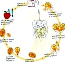 giardia utáni