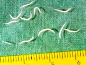 parazitaellenes
