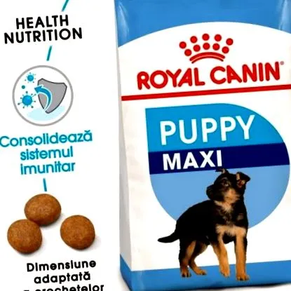 kiskutya
