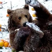 документарец