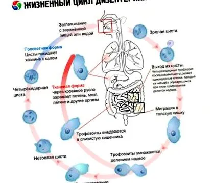 циклус