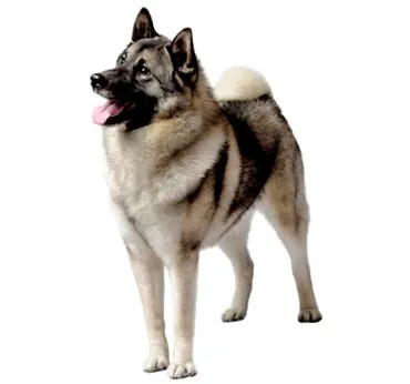 norvég