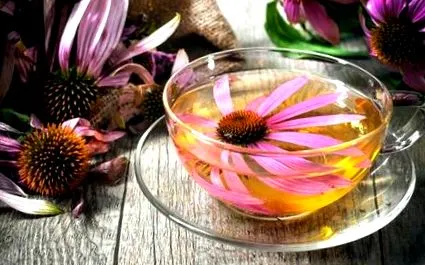 echinacea