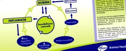 fájdalom