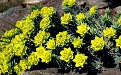 Лікувальні властивості